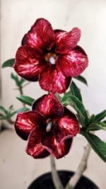 Planta Simples 2754 – 30cm – 02 anos