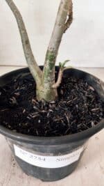 Planta Simples 2754 – 30cm – 02 anos - Imagem 8