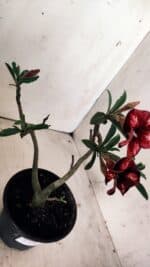 Planta Simples 2754 – 30cm – 02 anos - Imagem 7