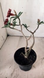 Planta Simples 2754 – 30cm – 02 anos - Imagem 6