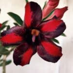 Planta Simples 2755 – 30cm – 02 anos