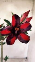 Planta Simples 2755 – 30cm – 02 anos