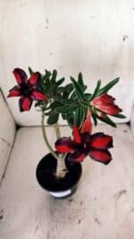 Planta Simples 2755 – 30cm – 02 anos - Imagem 5