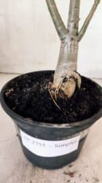 Planta Simples 2755 – 30cm – 02 anos - Imagem 7