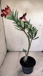 Planta Simples 2755 – 30cm – 02 anos - Imagem 6