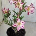 Planta Simples 2756 – 30cm – 02 anos