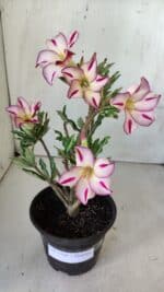 Planta Simples 2756 – 30cm – 02 anos