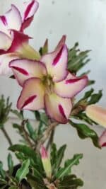 Planta Simples 2756 – 30cm – 02 anos - Imagem 3