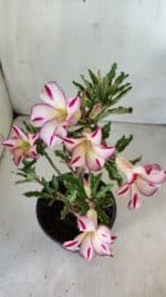 Planta Simples 2756 – 30cm – 02 anos - Imagem 4