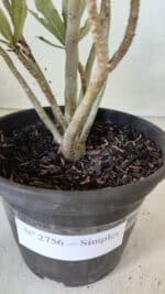 Planta Simples 2756 – 30cm – 02 anos - Imagem 8