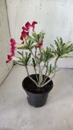 Planta Simples 2756 – 30cm – 02 anos - Imagem 7