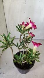 Planta Simples 2756 – 30cm – 02 anos - Imagem 6