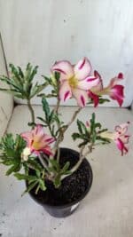 Planta Simples 2756 – 30cm – 02 anos - Imagem 5