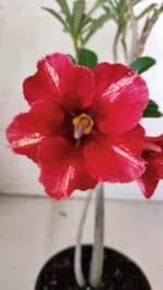 Planta Simples 2757 – 30cm – 02 anos