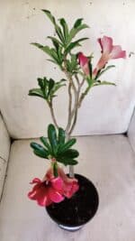 Planta Simples 2757 – 30cm – 02 anos - Imagem 4