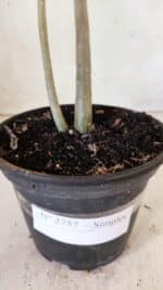 Planta Simples 2757 – 30cm – 02 anos - Imagem 7