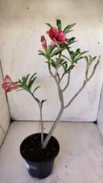 Planta Simples 2757 – 30cm – 02 anos - Imagem 6