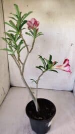 Planta Simples 2757 – 30cm – 02 anos - Imagem 5