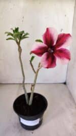 Planta Simples 2759 – 30cm – 02 anos - Imagem 2