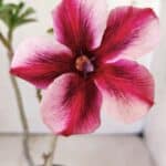 Planta Simples 2759 – 30cm – 02 anos