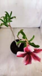 Planta Simples 2759 – 30cm – 02 anos - Imagem 4