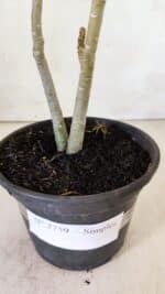 Planta Simples 2759 – 30cm – 02 anos - Imagem 6