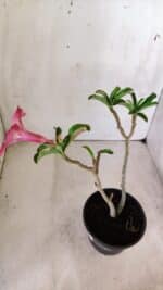 Planta Simples 2759 – 30cm – 02 anos - Imagem 5