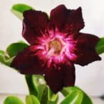 Planta Simples 2760 – 30cm – 02 anos