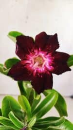 Planta Simples 2760 – 30cm – 02 anos