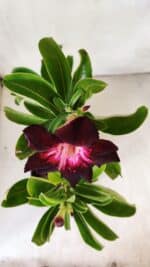 Planta Simples 2760 – 30cm – 02 anos - Imagem 4