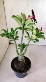 Planta Simples 2760 – 30cm – 02 anos - Imagem 6