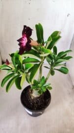 Planta Simples 2760 – 30cm – 02 anos - Imagem 5