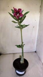 Planta Simples 2761 – 30cm – 02 anos - Imagem 2