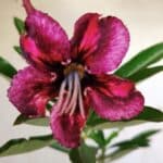 Planta Simples 2761 – 30cm – 02 anos