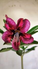 Planta Simples 2761 – 30cm – 02 anos