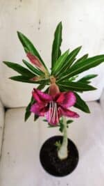 Planta Simples 2761 – 30cm – 02 anos - Imagem 4