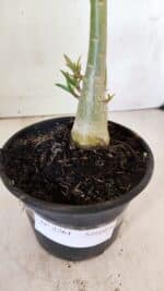 Planta Simples 2761 – 30cm – 02 anos - Imagem 7