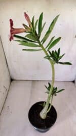 Planta Simples 2761 – 30cm – 02 anos - Imagem 6