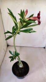 Planta Simples 2761 – 30cm – 02 anos - Imagem 5