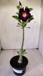 Planta Simples 2762 – 30cm – 02 anos - Imagem 2