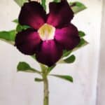 Planta Simples 2762 – 30cm – 02 anos