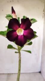 Planta Simples 2762 – 30cm – 02 anos