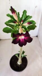 Planta Simples 2762 – 30cm – 02 anos - Imagem 4