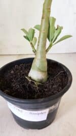 Planta Simples 2762 – 30cm – 02 anos - Imagem 6