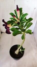 Planta Simples 2762 – 30cm – 02 anos - Imagem 5