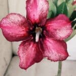 Planta Simples 2764 – 30cm – 02 anos