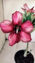 Planta Simples 2764 – 30cm – 02 anos