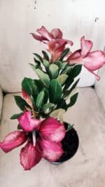 Planta Simples 2764 – 30cm – 02 anos - Imagem 4