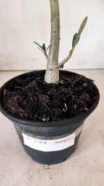 Planta Simples 2764 – 30cm – 02 anos - Imagem 6