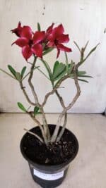 Planta Simples 2765 – 30cm – 02 anos - Imagem 2